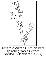 stolon and spiraling zooids of Amathia distans