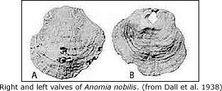 right and left valves of Anomia nobilis