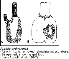 musculature and gut loop of Ascidia sydneiensis