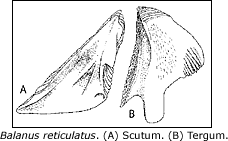 scutum and tergum of Balanus reticulatus