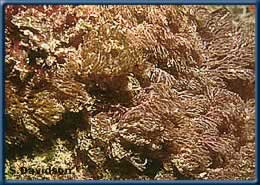 large colony of Bugula neritina