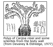 illustration of Carijoa polyp and some sclerites