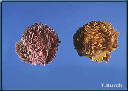 pink and yellow Chama specimens