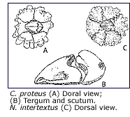 diagram of Chthamalus proteus and Nesochthamalus intertextus