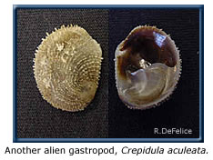 Crepidula aculeata, another alien gastropod