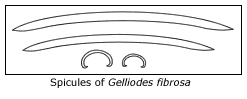 spicules of Gelliodes fibrosa