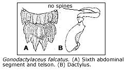 sixth abdominal segment, telson and dactylus of Gonodactylaceus falcatus