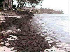 Mounds of dead Hypnea washed up on a Maui beach.