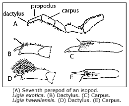 seventh perepod dactylus and carpus of Ligia exotica and Ligia hawaiiensis