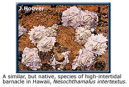 Nesochthamalus intertextus, a native Hawaiian barnacle