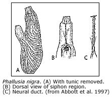 musculature and neural duct of Phallusia nigra