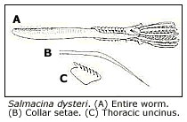 collar setae and thoracic uncinus of Salmacina dysteri