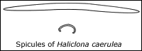spicules of Haliclona caerulea