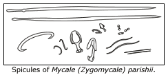 spicules of Zygomycale parishii