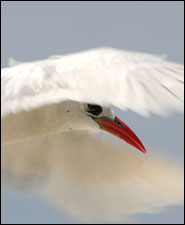 Red-tailed tropicbird