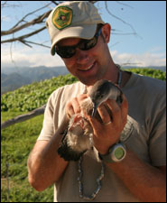 Banding shearwaters