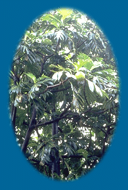 Ulu