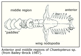 anterior and middle regions of Chaetopterus