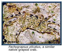 Pachygrapsus plicatus, a native crab