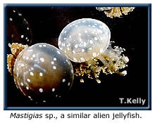 Mastigias sp., another alien white-spotted jellyfish