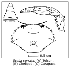 outline of telson, cheliped and carapace of Scylla serrata
