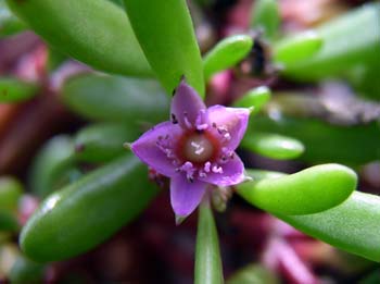 Flower of akulikuli