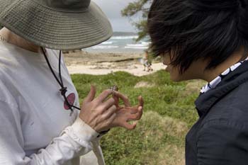 Investigating a butterfly