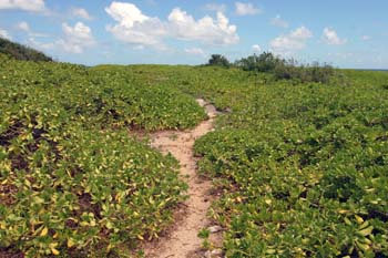 Path through Naupaka