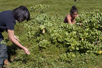 Pulling weeds