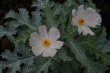 Native poppy, pua kala