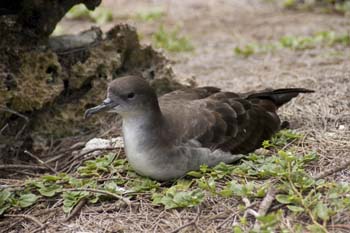 Another shearwater