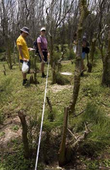 Bug transects