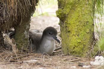 Wedge-tailed shearwater