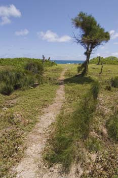 Wind swept Ironwood