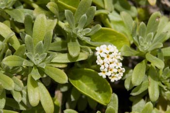 ahinahina flowers