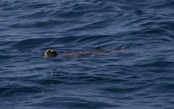 A small honu