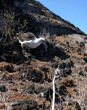 Albatross checking transect