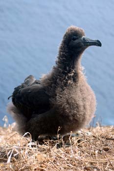 Black-footed albatro#1D85C3