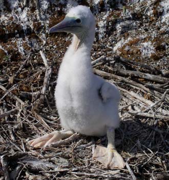 Brown booby chick