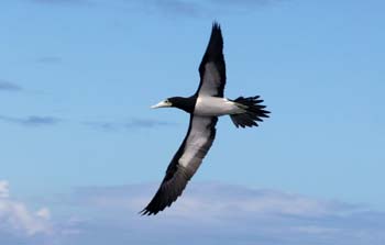 Brown booby in flight