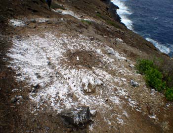 Brown booby nest with guano