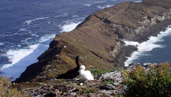 Brown booby with chick