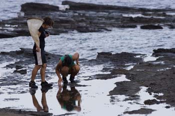 Inspecting tide pools