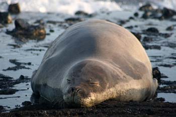 Monk seal