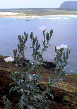 Native poppy Pua kala