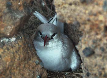 Nestiing Red-tailed #1D85DB