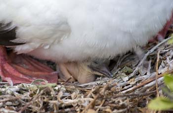 Newborn Red-foot chick