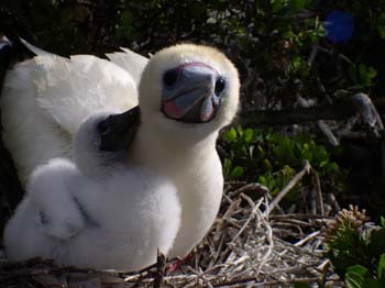 Red-foot adult and chick