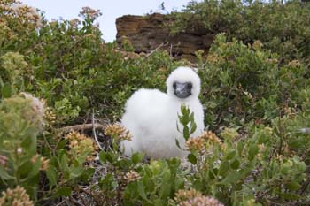 Red-footed booby chick2