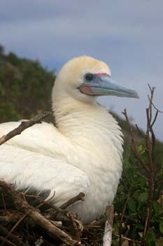 Red-footed booby closeup